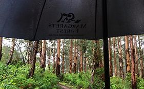 Margarets Forest